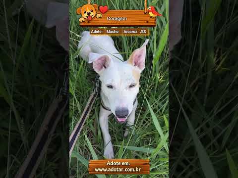 Vídeo de Coragem 
