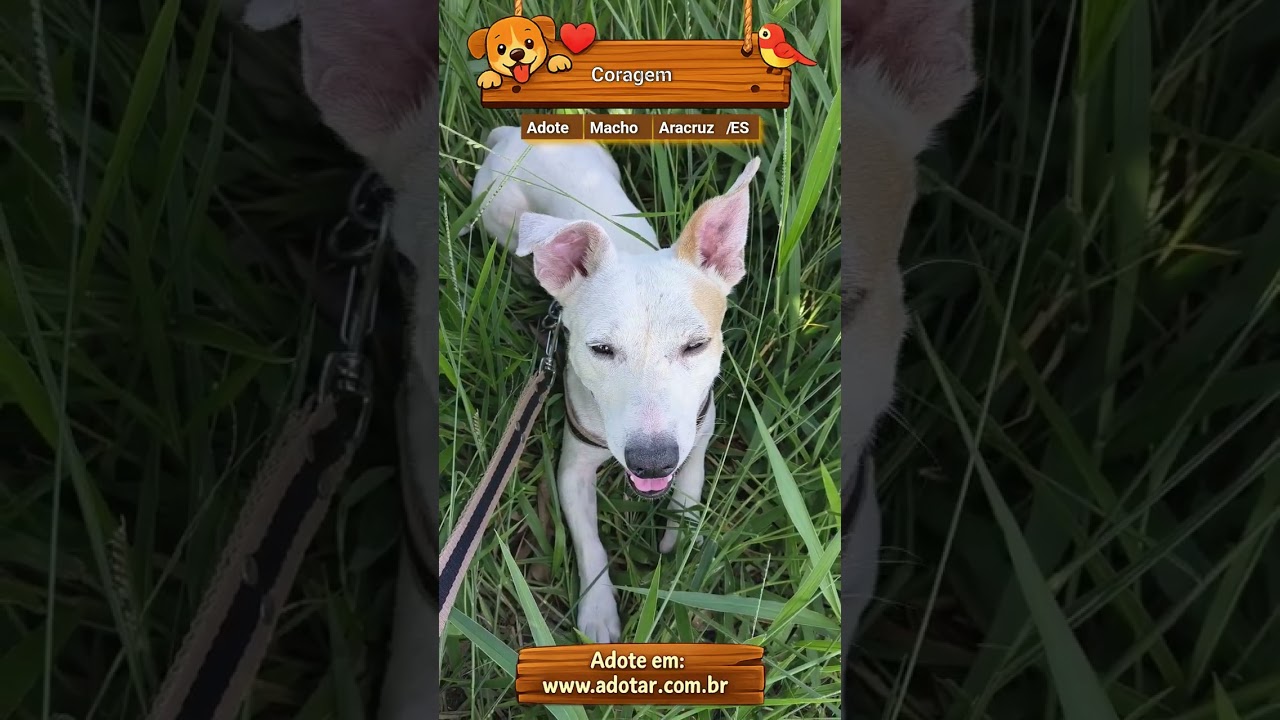 Cachorro raça SRD-ViraLata idade 4 anos nome Coragem 