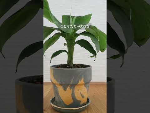 2023年の冬に果樹の世話をする方法