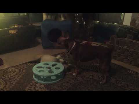 JLO LOVES HER NEW KITTY