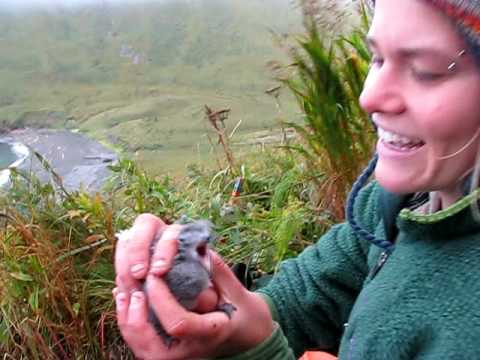 Cute fork-tailed storm petrel chick
