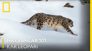Hayvanlar 101  Kar Leoparı