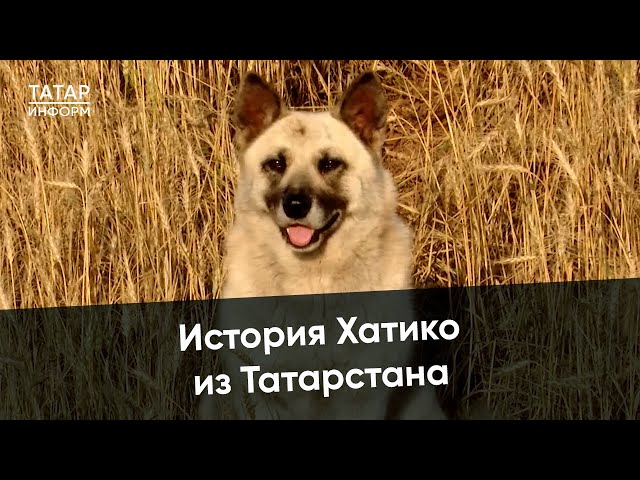 Хатико из Татарстана: история преданного пса, не покидающего своего погибшего друга