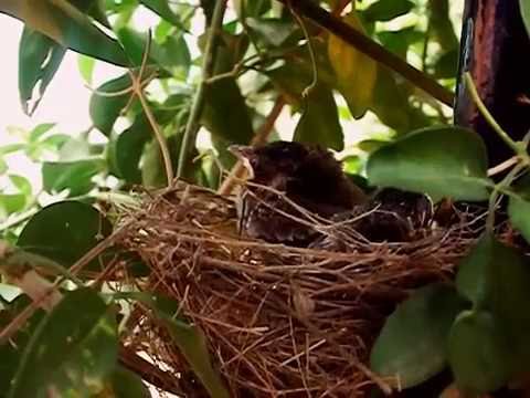 birds in nest