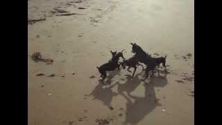 preview picture of video 'me and da minpins at da beach Taipa northland new zealand crazy little dogs'