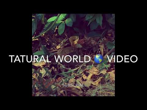 Natural Hunting Video Srilanka Monitor Vs Frog 2019