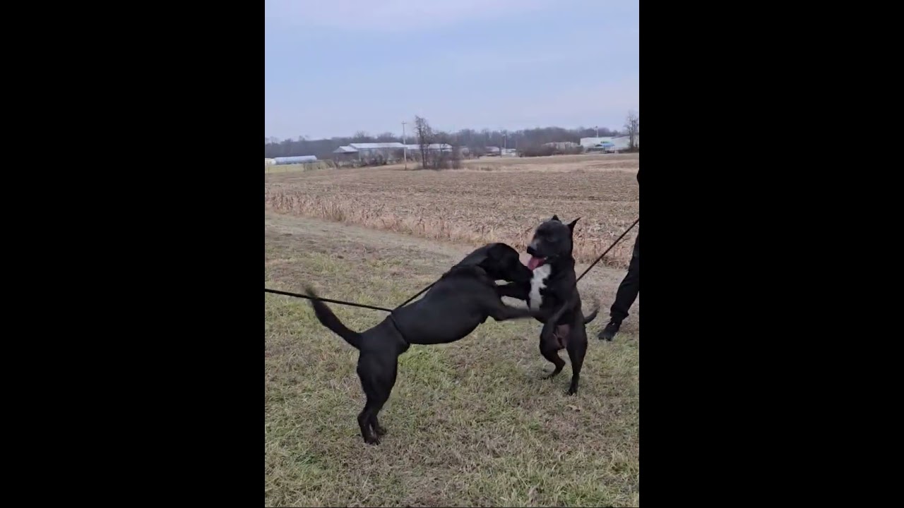 Enlarge Bear, an adopted mixed breed in Mount Carmel, IL video 6/6