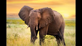 DREAM MOVIES PRESENTS || Elephant || Best Action Movies2021
