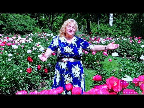 DAINUOJA STASĖ NOVIKOVA