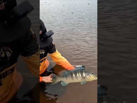 Surpresa boa na pescaria de porquinho #tucunare #rioparana #matogrossodosul #pantanal #anaurilândia