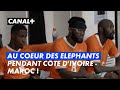 Côte d'Ivoire - Maroc : au coeur des Éléphants !