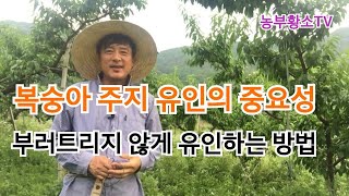 복숭아 주지 유인의 중요성과 방법/ 복숭아 재배