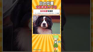 【犬種シリーズ #20】元の名前は旅館の名前だった犬｜バーニーズ・マウンテン・ドッグ