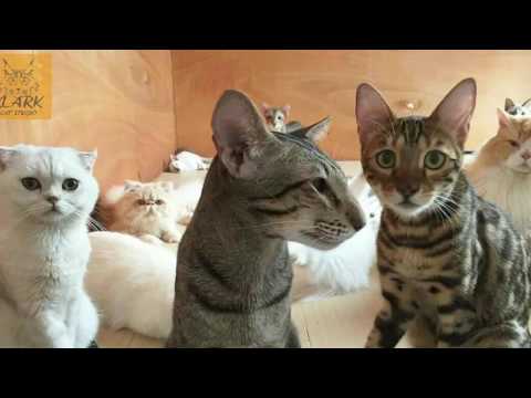 Jason Derulo - Can You Feel The Love Tonight - Klark Cat Studio