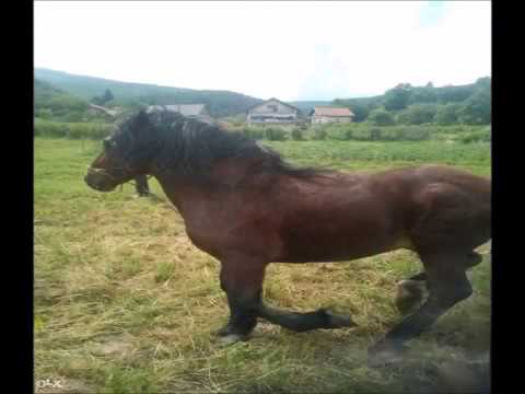 Mirjana Barjaktarević -  Mujo kuje