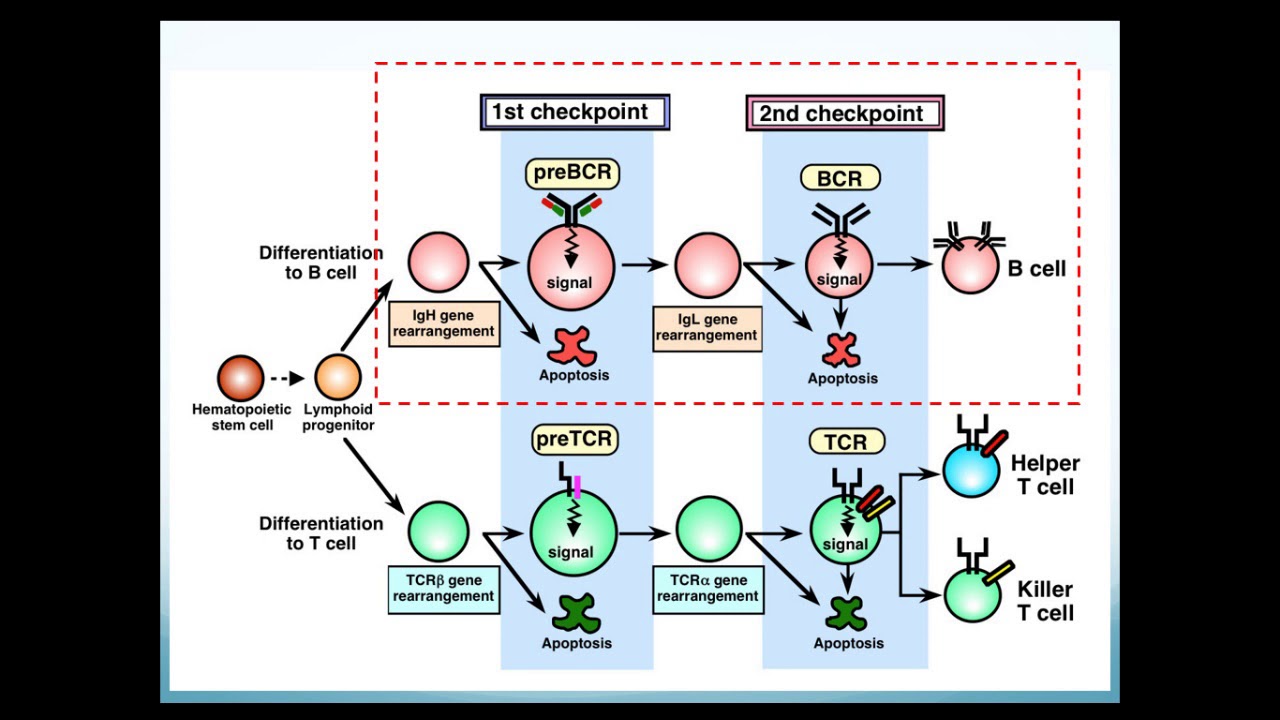 Desenvolvimento de Linfócitos - Parte I: Ontogenia de Linfócitos B