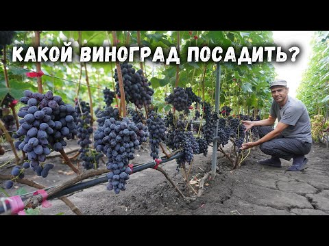 Какой виноград посадить?