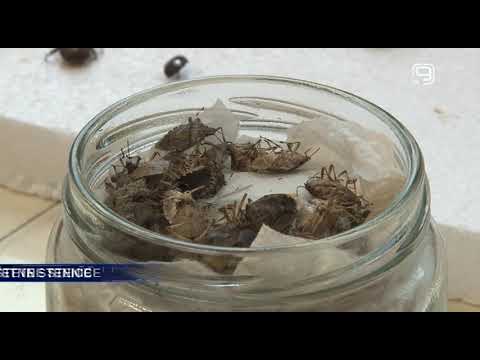 TV KANAL 9, NOVI SAD: SMRDIBUBE, ŠTETNE STENICE