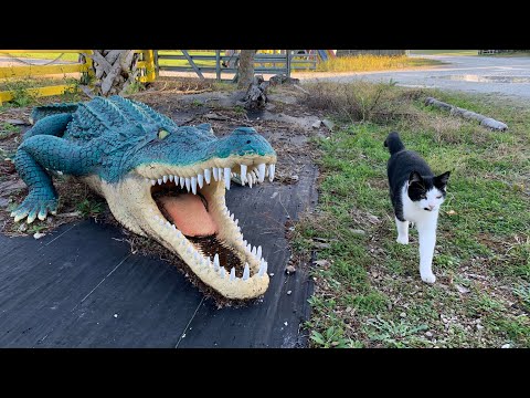 A Wacky n' Wild Old Florida Roadside Attraction - Seaforest Gifts Store & Shell Market