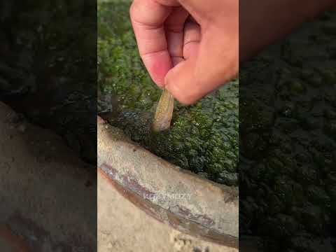 Это самая странная рыба на Земле #животные  #carpfishing #fish #хочуфакты #kozymozy