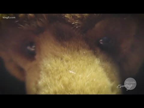 'Grizzly' trend out of Montana is featured on Grant Goodeve's latest show - KING 5 Evening