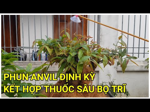 🔴 QBS22185 - PHUN ANVIL ĐỊNH KỲ, CÁCH SỬ DỤNG ANVIL CHO MAI VÀNG || CÁCH CHĂM MAI THÁNG 3 ÂM LỊCH