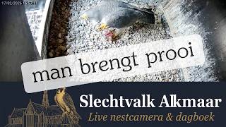 Man brengt prooi voor vrouw