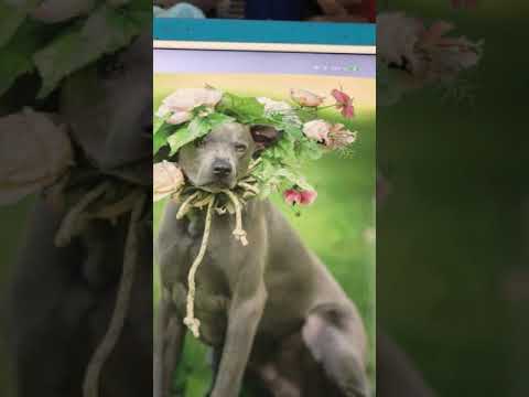 Silver Star Gladys Rice and George Wilton Ballard 1917