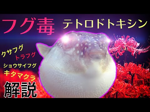 ふぐについて詳しく解説
