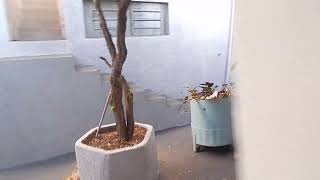 aluga se casa em Santa Fé do Sul - SP