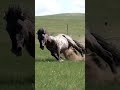 Das Pferd galoppiert / The horse gallops / лошадь скачет