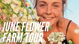 Flower Farm Tour June 2020 | Growing Cut Flowers | Flower Field |