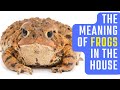 The Meaning of Frogs in the House🐸