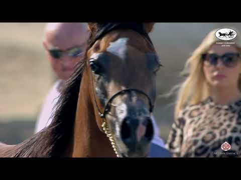 N 168 SHAMALYAH ALHAYAZA   Kuwait Purebred Arabian Horses Show 2022   Fillies 3 Years Old Class 3A