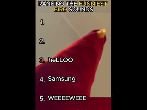 The Funniest Bird sounds 😂🐦 #shorts