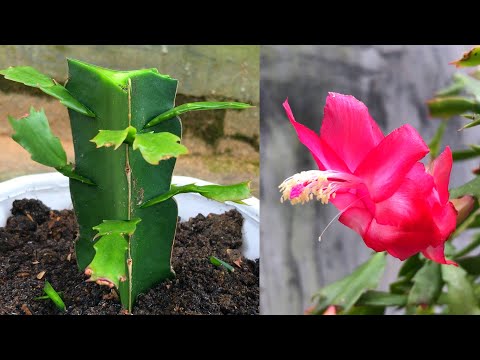 , title : 'Cách trồng xương rồng giáng sinh | How to transplant the Christmas cactus'