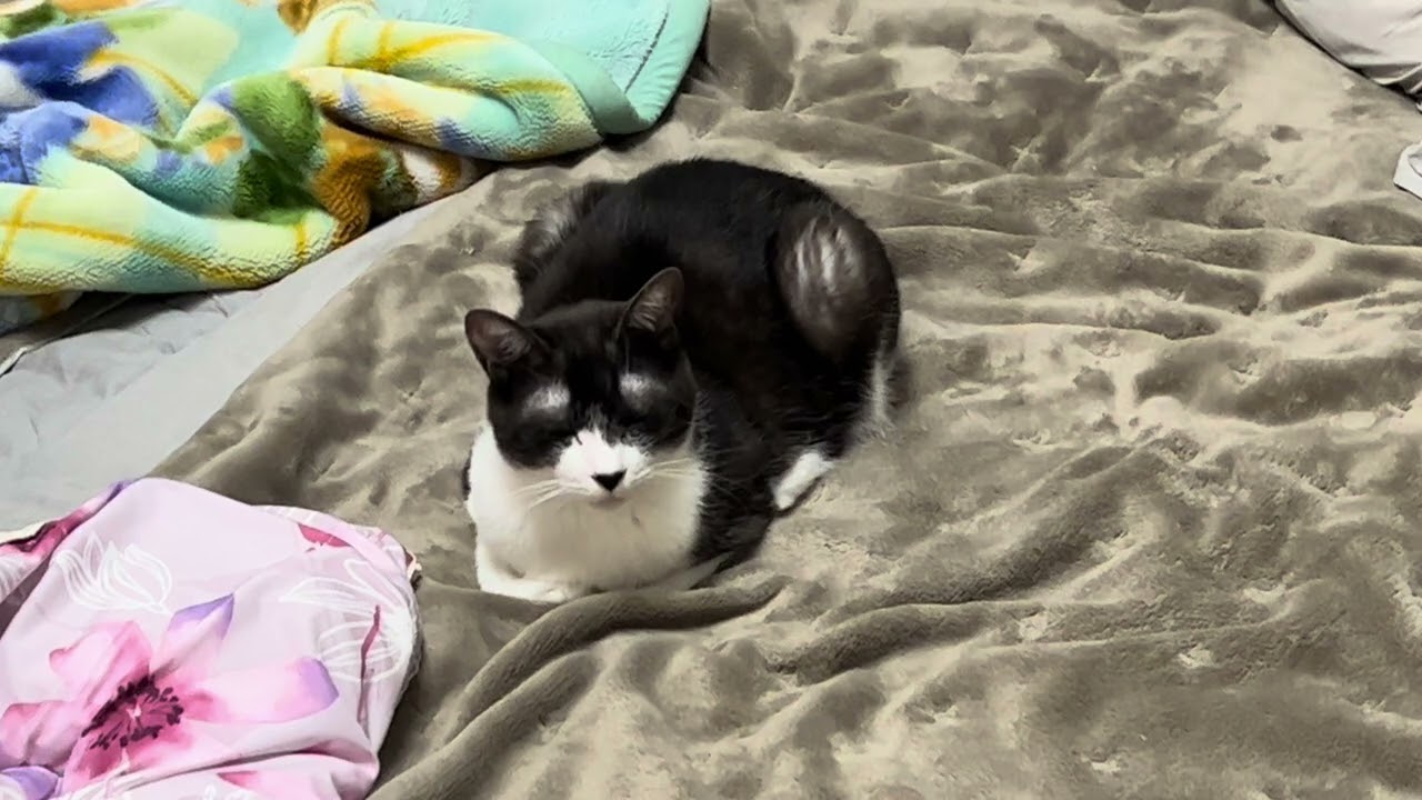 デカ猫に布団占領されて滅