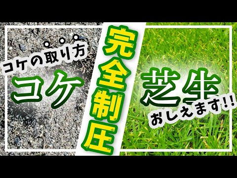 芝生のコケとの戦いに成功する トピックス