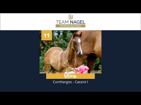 Katalog 11 - Stutfohlen v. Conthargos - Cassini I * 04.06.2021