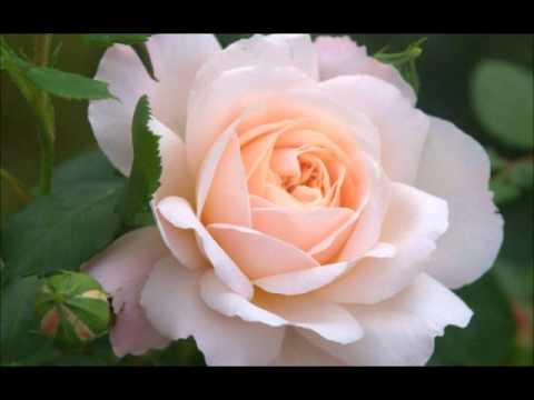 Radmila Jagodić - Stan' djevojko, dušo moja