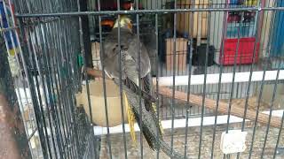 Download lagu Toko burung di pasar Youtefa Abepura..edisi cerita 16 February 2023 mp3