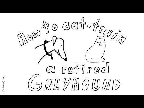 How to cat-train a retiered Greyhound!