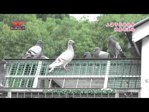 上海市信鴿協會
