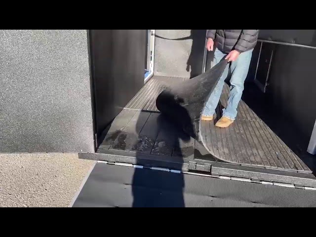 Preview image of 2021 Logan Coach Bullseye 2 Horse Bumper Pull youtube video