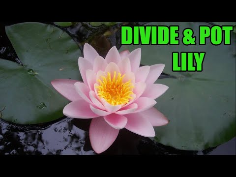 How to divide and pot a water lily