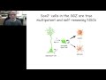Fred Gage - Regulation and Function of Neurogenesis in the Adult Hippocampus Fred Gage - Regulation and Function of Neurogenesis in the Adult Hippocampus