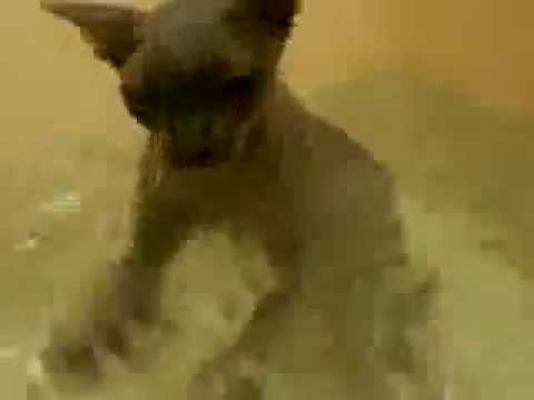 hairless cat bath