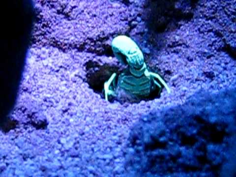 orthochirus innesi digging.AVI