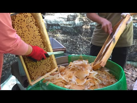 , title : 'Harvesting Honey - Bee Master in Taiwan / 蜂蜜採收 - 台灣養蜂達人'