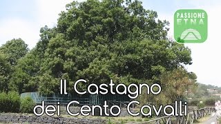 preview picture of video 'Etna - Il Castagno dei Cento Cavalli'